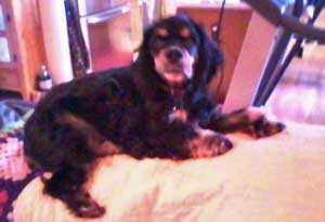 Oscar the Cocker spaniel rescued by Loricar