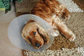 how much to get a dog spayed uk