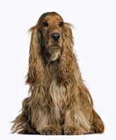 Gorgeous golden cocker spaniel sitting, white background