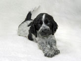 Blue roan cocker spaniel puppy stretched out on a white background.