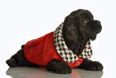 Black cocker spaniel puppy, lying down on a white floor. He's wearing a red coat with a black and white dog-tooth collar.