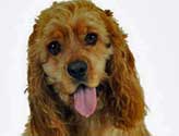 Headshot of a cute golden cocker spaniel with her tongue out.