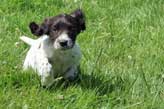Beautiful brown and white cocker spaniel puppy running in a field.