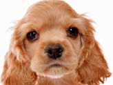 Gorgeous golden cocker spaniel puppy with beautiful big brown eyes!