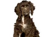 Chocolate cocker spaniel with a white patch on his chest. This puppy is sitting quietly.