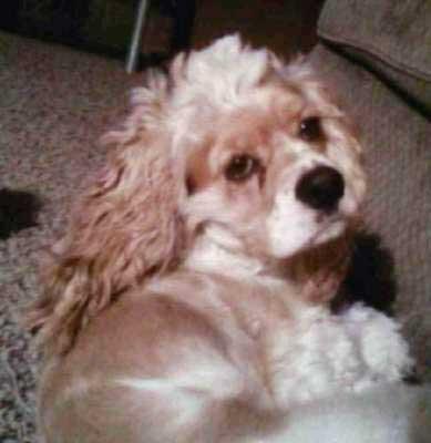 A lovely buff-coloured Cocker Spaniel rescue dog settling into his new home.