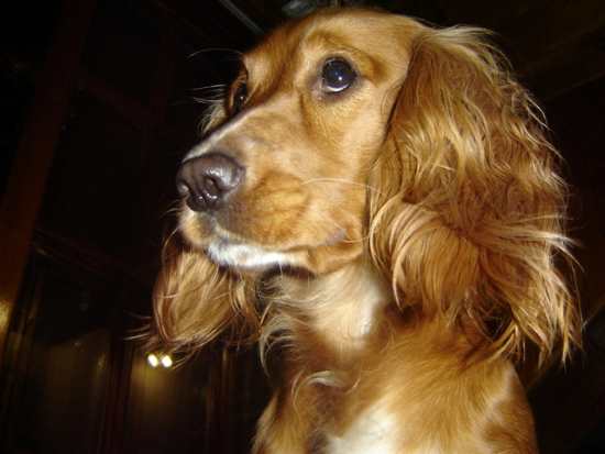 Close up of a beautiful golden Cocker Spaniel