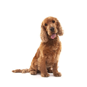 Golden cocker spaniel adult dog sitting against a white background, pink tongue showing.