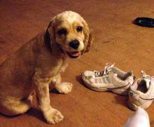 Not All Cocker Spaniel Puppies Are Naughty!