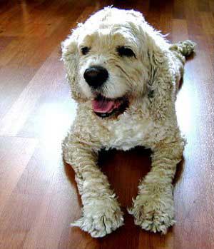 No problems with anal sacs here, they're in full working order! Buff cocker spaniel lying on a laminated floor with legs stretched out.