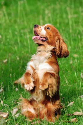 Attention seeking behaviour from a golden and white cocker spaniel sitting in grassy field, begging. Cute!