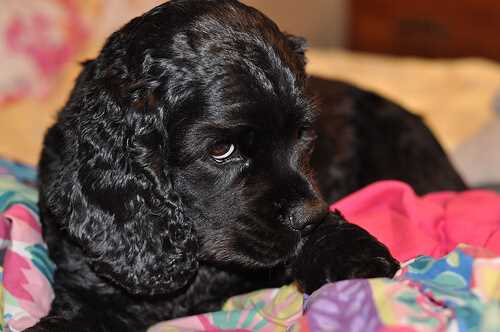 Young black cocker spaniel puppy lying on a very colourful blanket.