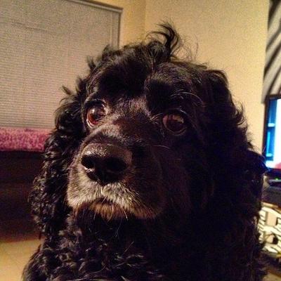 Diamond spaniel best sale rescue