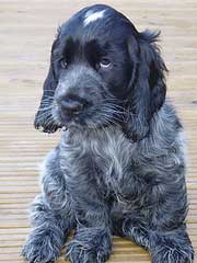 Blue cocker spaniel puppy hot sale