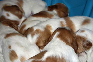 Sleeping orange roan puppies huddles together for comfort! Turquoise-blue background.