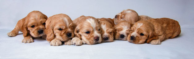 Seven very young golden cocker spaniel puppies lying in a row. The photo has a lilac background.