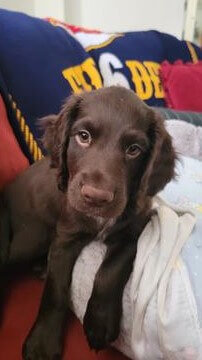 A chocolate cocker puppy lying on his owner's bed, looking straight into the camera.