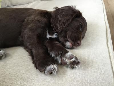 This photo shows a chocolate cocker puppy with white markings.