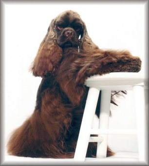 A Chocolate American Cocker Spaniel posing by a white stool on a white background.