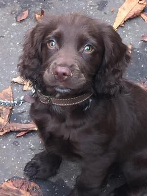 dark brown cocker spaniel puppies