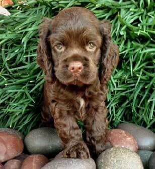 dark brown cocker spaniel puppies