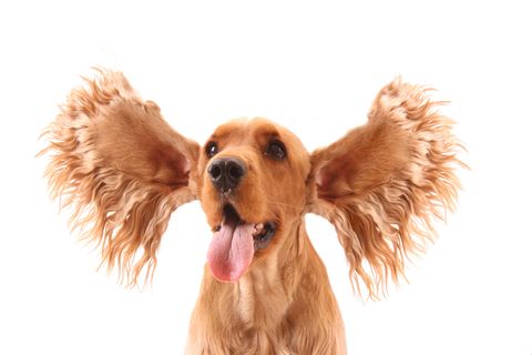 Golden cocker spaniel with both ears held out to the sides. The photo was taken on a white background.