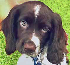 Headshot of a beautiful chocolate and white cocker spaniel puppy with expressive eyes, with a background of grass.