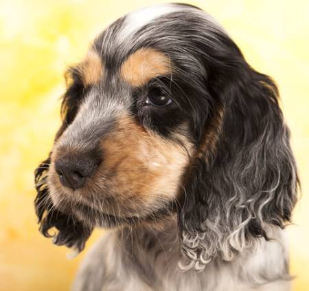 Black white and tan shop cocker spaniel