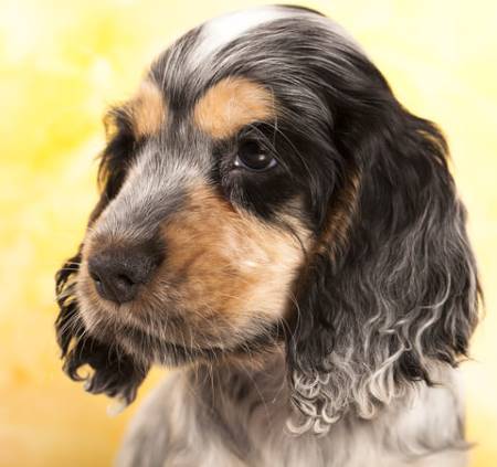 black and tan show cocker spaniel