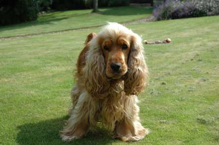 English Cocker Spaniel Breed: An Introduction to a Loving Dog Breed