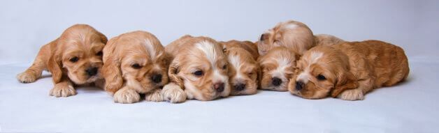 Seven beautiful golden cocker spaniel puppies, very sleepy, lying in a row. The background is lilac.
