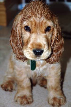 Find cocker spaniel puppies for sale sale