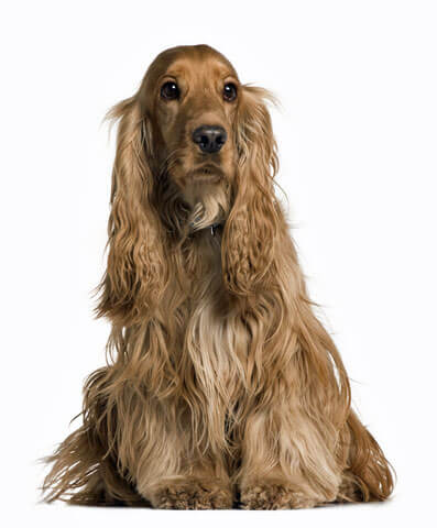 Golden cocker spaniel adult dog sitting on the floor, and has a well-groomed coat. The photo is taken against a white background.