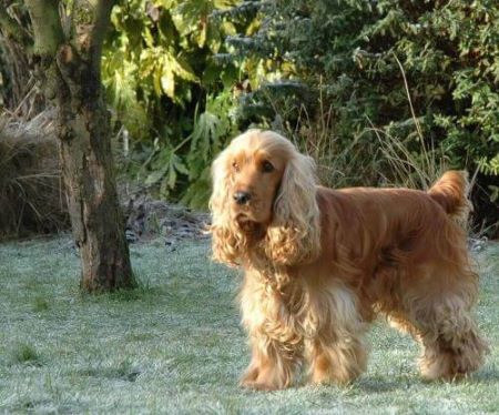 english cocker spaniel with tail