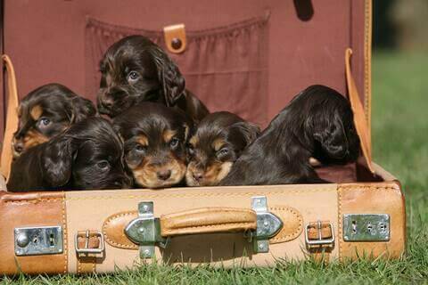 Cocker spaniel colours - black and tan puppies in a briefcase.