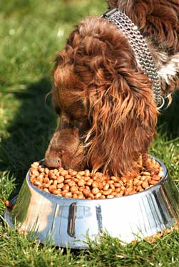 Best food for working cocker spaniel outlet