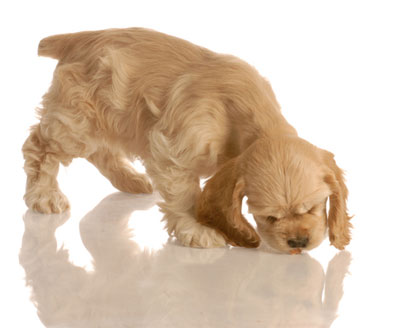 Cocker Spaniel Diet What s The Best Nutrition For My Dog