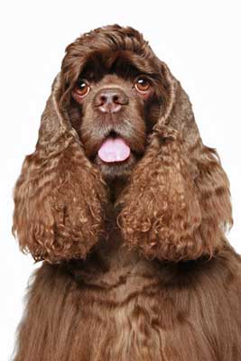 cocker-spaniel-ears-3.jpg