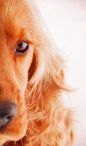 Golden cocker spaniel headshot, one side only. No dog eye problems here!