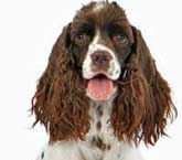 Beautiful headshot of a chocolate and white coloured cocker spaniel, with long shaggy ears and his little pink tongue sticking out.