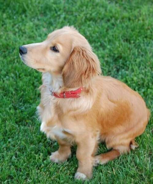 Lovely cocker spaniel puppy (golden) sitting on grass.