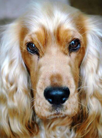 A close-up headshot of a beautiful golden cocker spaniel, with gorgeous dark brown eyes and a black shiny nose. He's beautiful!