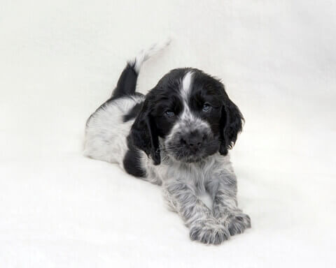 Black & white cocker shop spaniel puppies