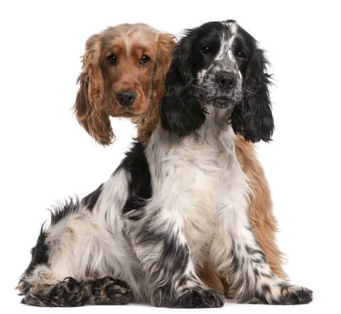 short haired english cocker spaniel