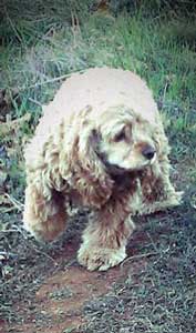 Light golden cocker spaniel on grass