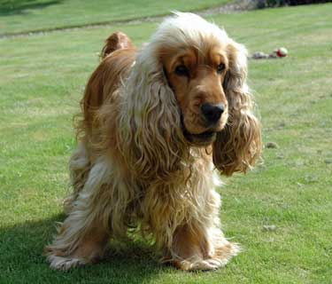 lemon roan show cocker spaniel