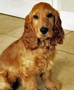 Alfie, the golden cocker spaniel puppy having his photo taken sitting in the kitchen.