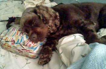 A Chocolate cocker spaniel puppy sparked out on his pillow!