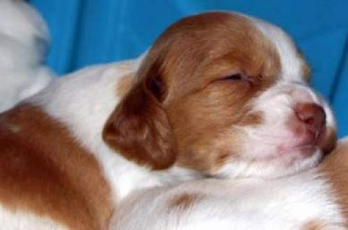 Brittany cocker puppy, only a few weeks old, sleeping on a bright blue blanket.