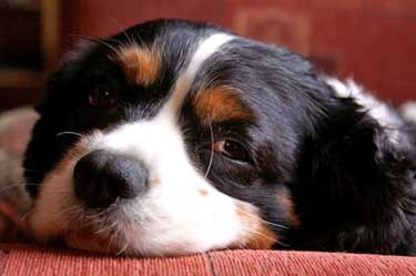 Black, white and tan cocker spaniel puppy face, resting on a pink armchair.